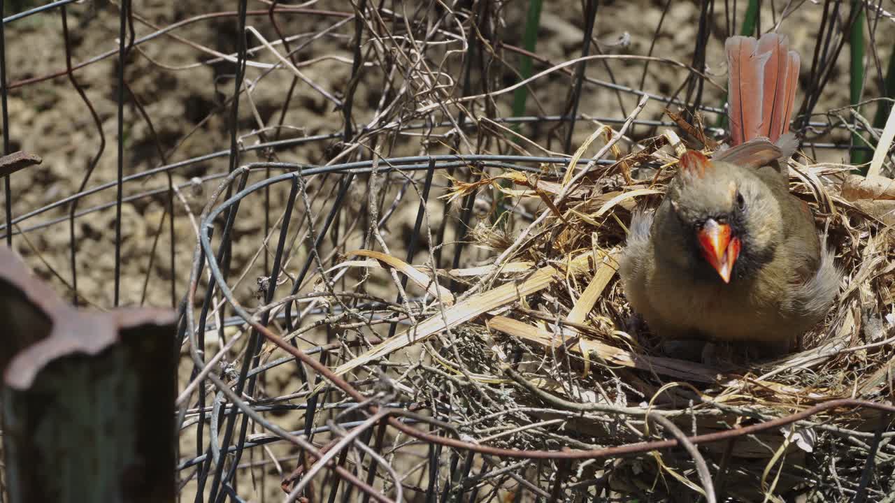 pájaro sentado en los huevos en el nido