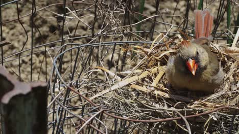 bird sitting on eggs in nest