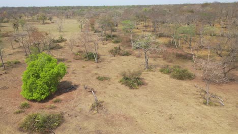 aerial view of trees during a severe drought in pantanal, brazil