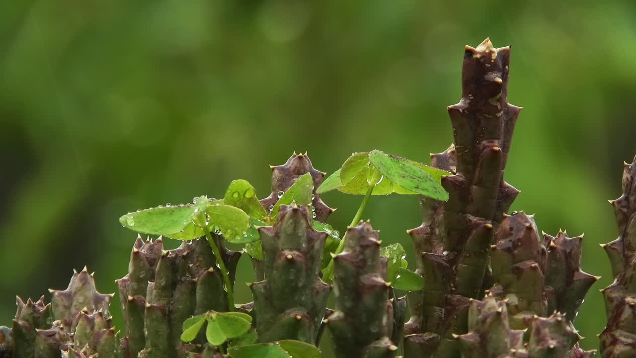 våd sukkulent med bløde regndråber, der falder i den grønne bokeh baggrund af denne plante på en regnfuld dag