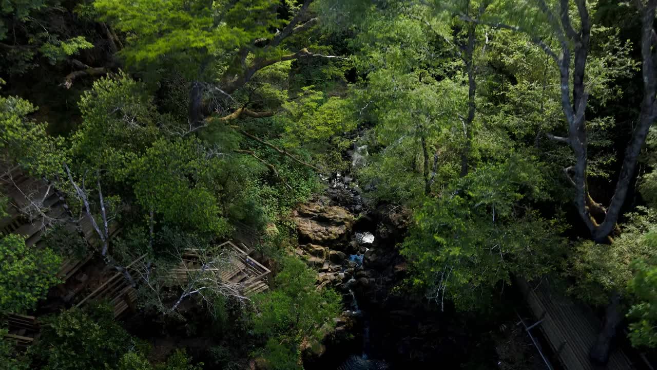 나무에 숨겨진 석호를 드러내는 조감도 - 드론 샷