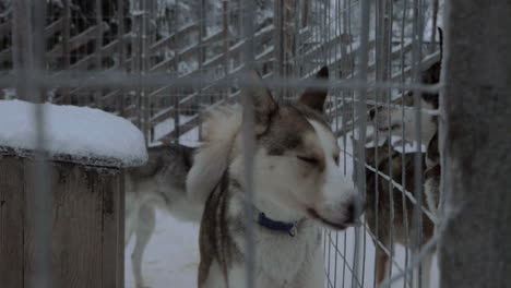 Perros-Husky-Alarmados-Ladrando