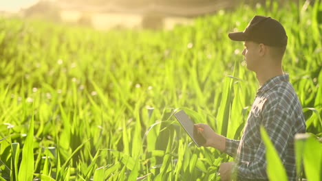 farmer using digital tablet computer cultivated corn plantation in background. modern technology application in agricultural growing activity concept