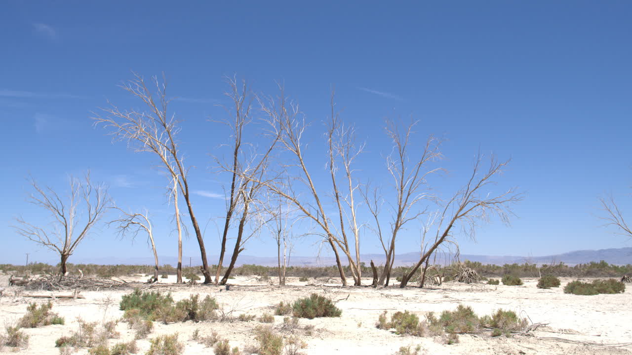 캘리포니아 살톤 바다의 푸른 하늘을 배경으로 섬세한 나무들
