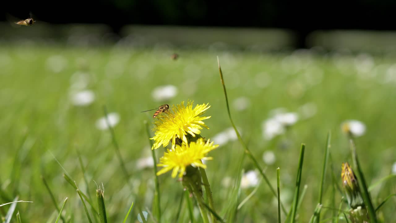 toma de primer plano de pequeños insectos que aterrizan en una planta y recogen polen en un campo