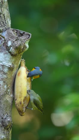 orange bellied flowerpecker birds eating banana on the tree. portrait video orientation