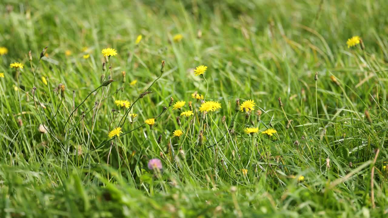 Yellow dandelions and wildflowers move gently in a grassy meadow under natural daylight, with visible wind motion and a calm, serene atmosphere