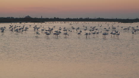 Inclinación-Hacia-Arriba-Revela-La-Toma-De-Un-Enorme-Grupo-De-Flamencos-Descansando-Y-Volando-Sobre-El-Agua-Naranja-Durante-Una-Hermosa-Puesta-De-Sol-De-Hora-Dorada