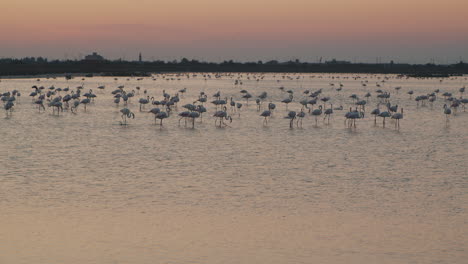inclinar hacia arriba muestra una foto de un enorme grupo de flamencos descansando y volando sobre el agua naranja durante una hermosa puesta de sol en la hora dorada