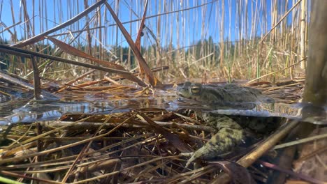 split-shot of male common toad (bufo bufo) in a shallow lake. estonia.