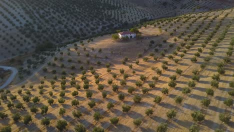 toma aérea de una casa blanca rodeada de campos de olivos durante la puesta de sol