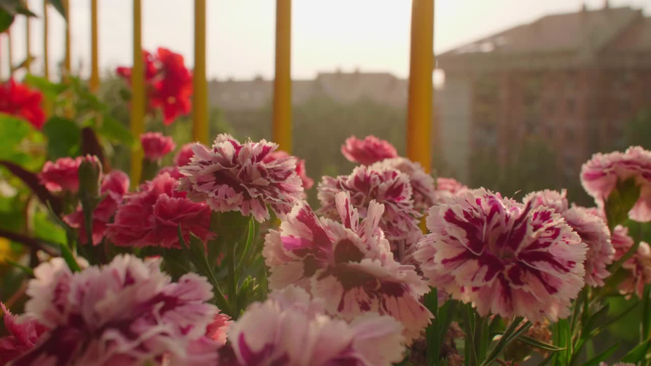 Beautiful blossoming Carnation flower on balcony in rainy sunset.