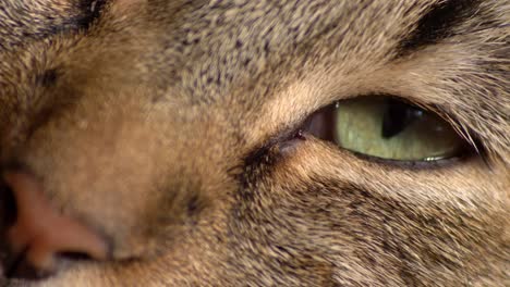 Macro-Of-Sleepy-Tabby-Cat,-Eyes-Closing