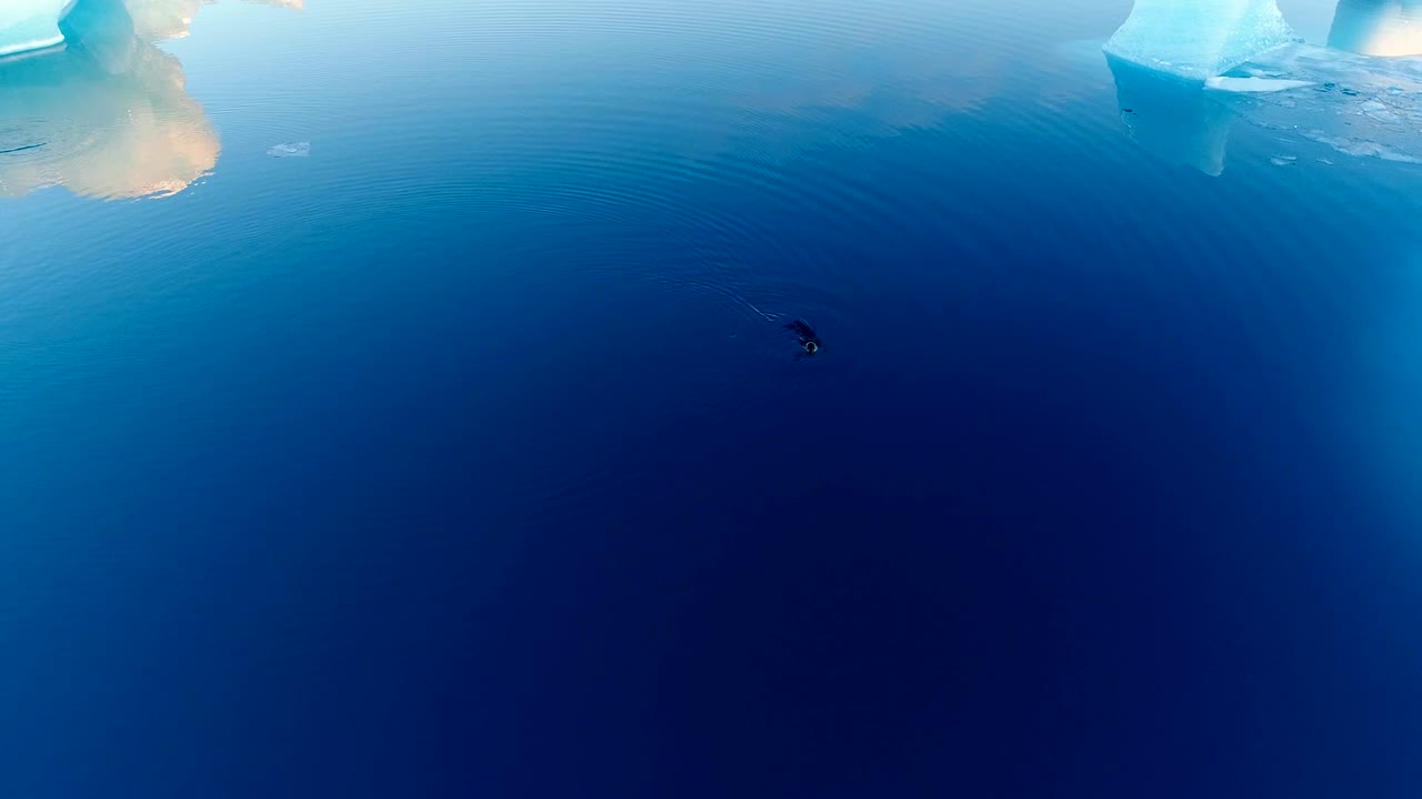 아이슬란드의 하 얼음 위에 있는 해파리 위의 공중 풍경. 해파리들은 푸른 바다 에 있습니다.