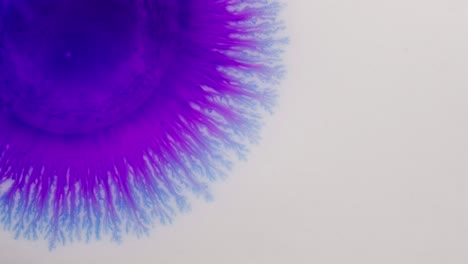 abstract burst of purple alcoholic ink spreading in water on white background