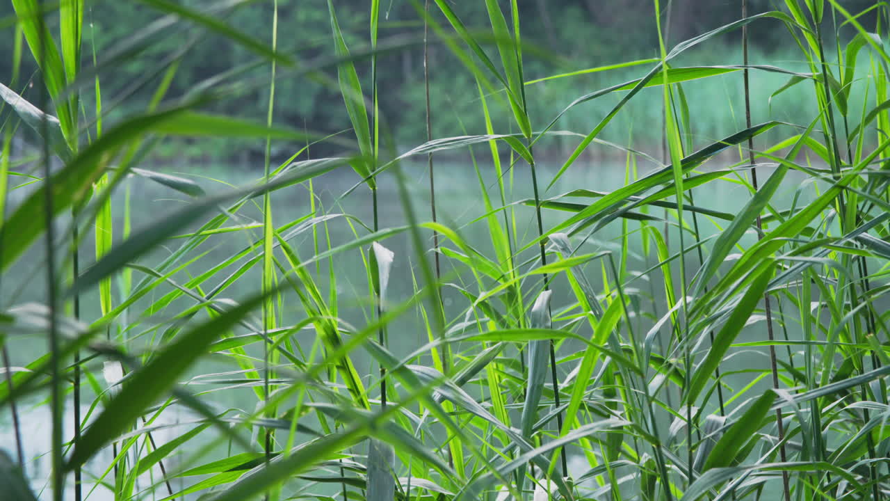 연못 옆의 푸른 갈대