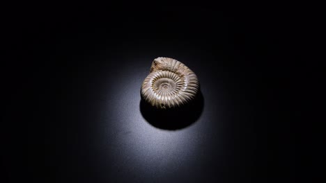 prehistoric ammonite fossil gyrating with black background