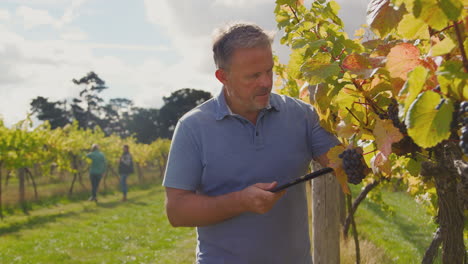 Reifer-Männlicher-Besitzer-Eines-Weinbergs-Mit-Digitalem-Tablet,-Der-Die-Trauben-Während-Der-Ernte-Auf-Weinproduktion-überprüft