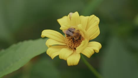 蜜蜂收集黃金<unk>蝶的花粉