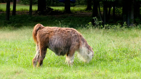 mientras una llama pastorea en la hierba en un pasto levanta la cabeza para mirar algo luego se rasca la pierna delantera con el pie trasero