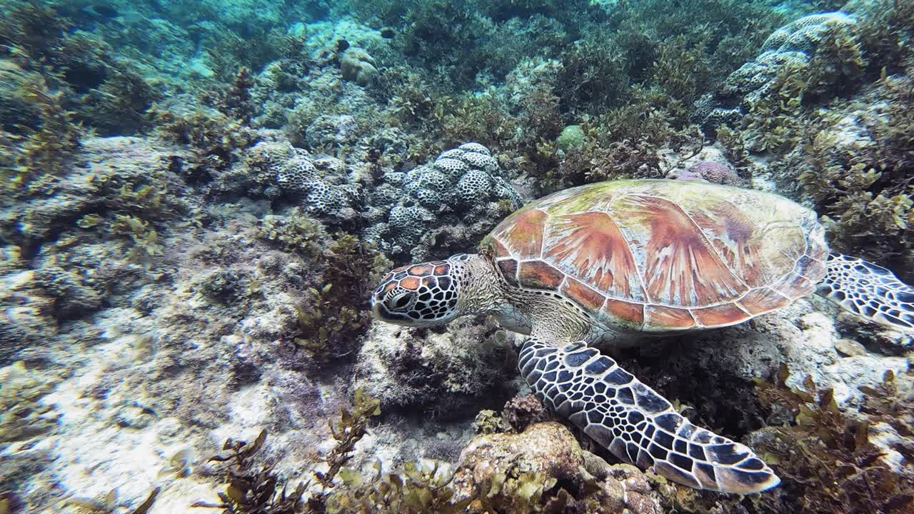 A giant green sea turtle searches for food on a colorful coral reef