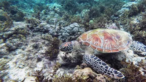 una tortuga marina verde gigante busca comida en un colorido arrecife de coral