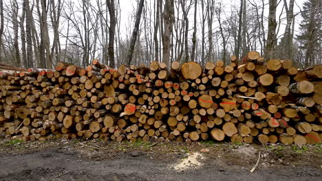 Gesägte-Bäume-Aus-Dem-Wald---Holzeinschlag---Drohnenschuss