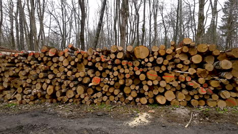 sawn trees from the forest - logging timber wood - drone shot