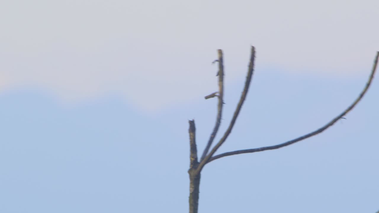 Crested Oropendola calls out from a stark treetop overlooking the Peru Amazon canopy below and flies away
