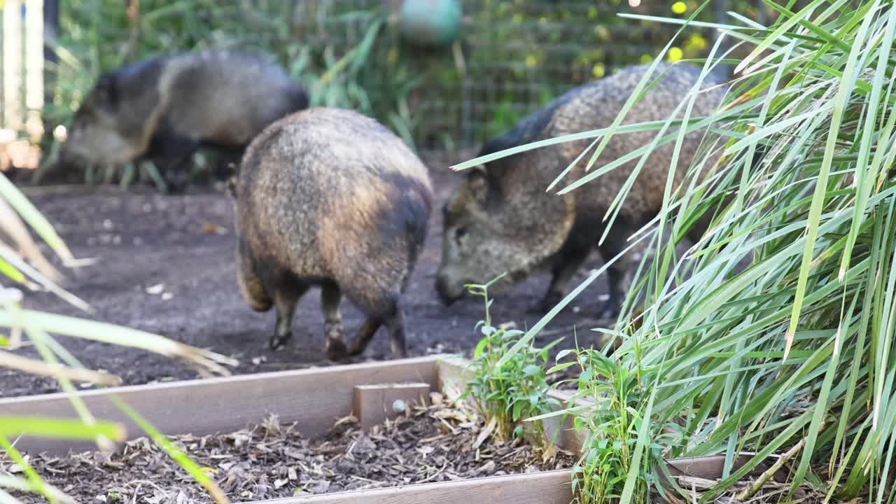 pecarías que se alimentan en su recinto del zoológico