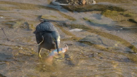 striated heron strike and catches big fish prey