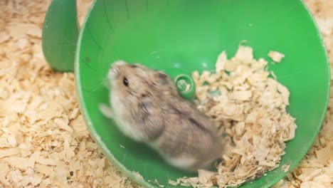 hamster running in a wheel