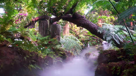 tree branch with dry vines hanging over jungle stream shrouded in mist