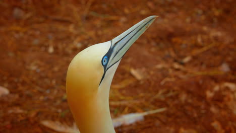 Northern-gannet-bird-shacking-head,-close-up,-Quebec