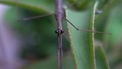 Vista-Frontal-Del-Insecto-Palo-De-Agua