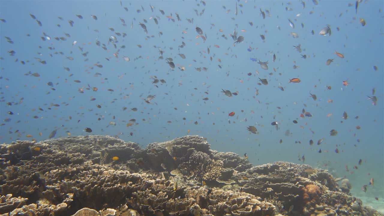 Lot's of small tropical fish swimming around colorful coral in slow motion in 4k