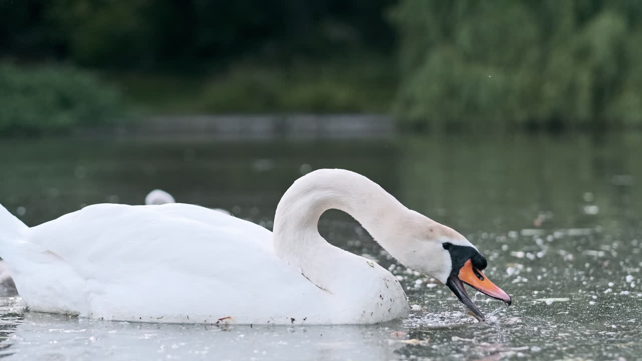 A beautiful white swan swimming and feeding in a tranquil lake