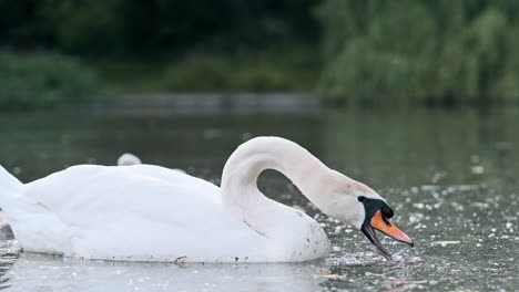 a beautiful white swan swimming and feeding in a tranquil lake