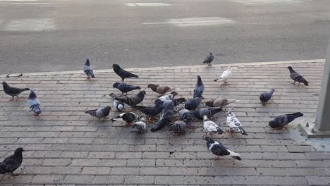 a flock of pigeons eats seeds side walk near gold souk gate 3 streets in dubai