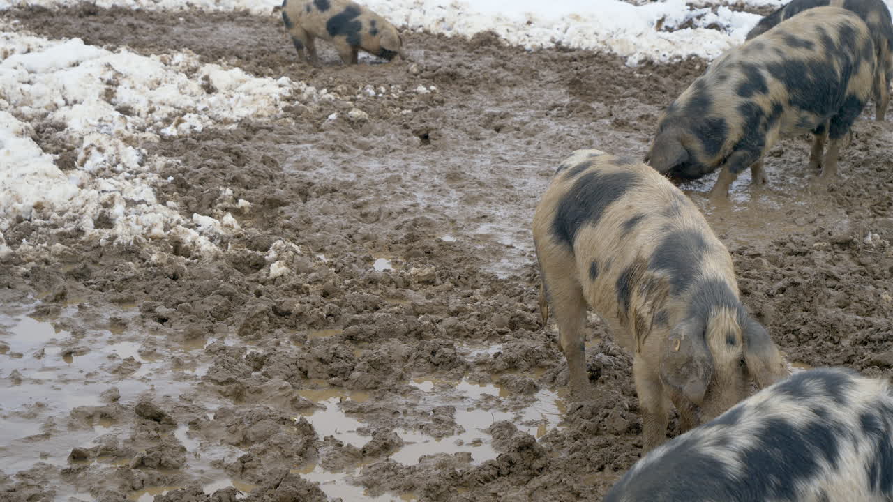 Gruppo di maiali Mangalica pelosi in cerca di cibo in un campo agricolo ghiacciato e fangoso, in primo piano.