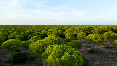 Skyline-Landschaft-Aus-Der-Luft-über-Endlosem-Grönland-Aus-Steinkiefern-Des-Cartaya-Kiefernwaldes-In-Der-Stadt-El-Rompido-An-Einem-Sonnigen-Tag,-Spanische-Düne,-Kopierraum,-Öko-Vorlage