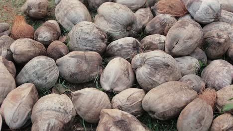 cáscaras de coco en un montón en el suelo