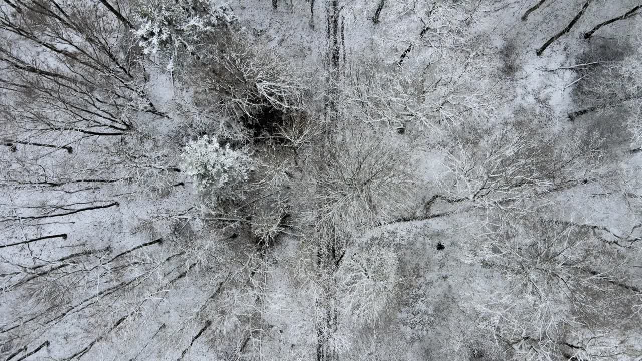 Foresta invernale coperta di neve. Ripresa aerea con drone.