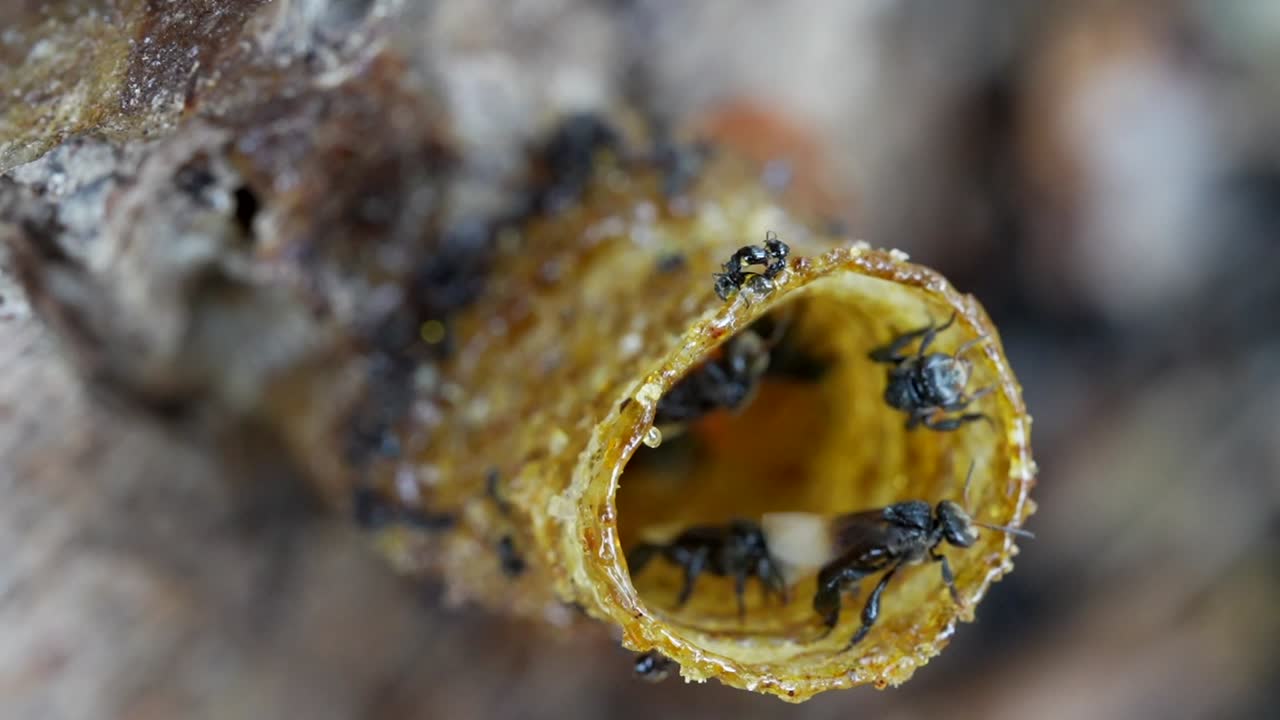 un video macro en cámara lenta de abejas sin aguijón entrando y saliendo de su tubo de entrada de cera que conduce a su colonia de abejas dentro del tronco del árbol