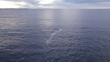 humpback whales swimming in the open sea at sunrise