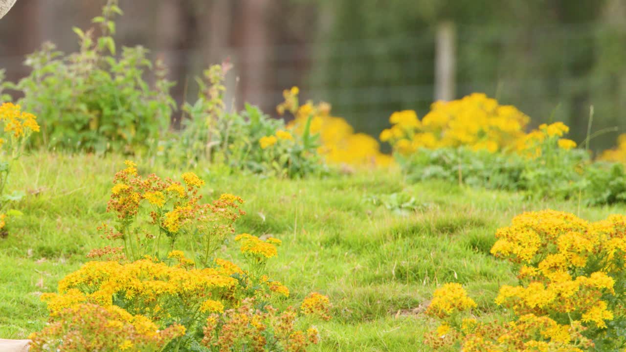 Vivid yellow ragwort wildflowers sway gently in a lush, sunlit Scottish Highlands grassland meadow