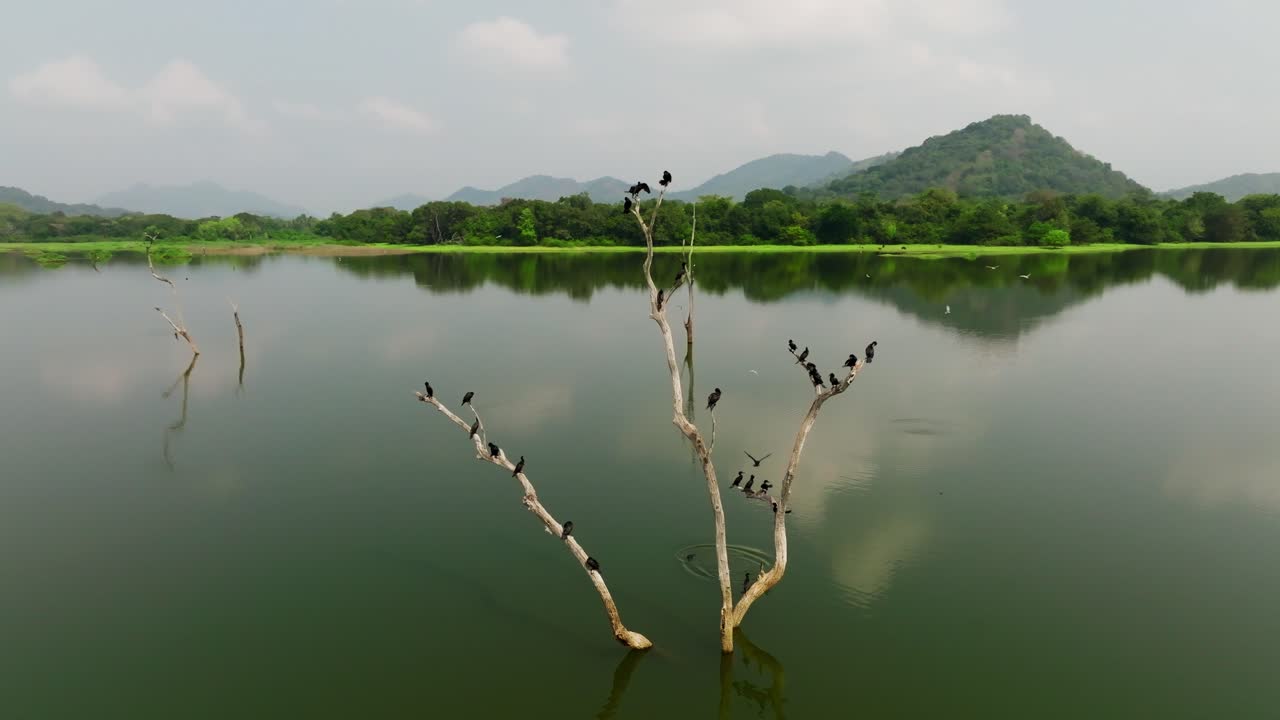ภาพทิวทัศน์ทะเลสาบอันเงียบสงบในศรีลังกา โดยมีกิ่งไม้แห้งเป็นกลุ่มในเบื้องหน้าซึ่งมีนกยางจำนวนมากเกาะอยู่ และมีเมฆนุ่มๆ กับเนินเขาสะท้อนอยู่บนผิวน้ำ