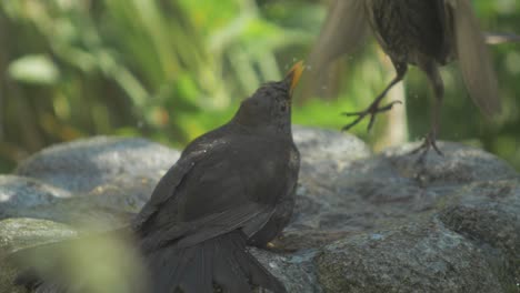 a juvenile starling aggressively attacks a blackbird with talons