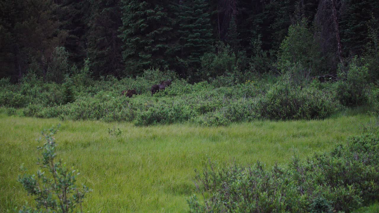 Mother and Baby Moose Walking into Forest in Colorado, Cinematic View of Wild Moose Alces Alces in Meadow Near Boulder Colorado