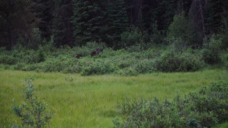 mother and baby moose walking into forest in colorado, cinematic view of wild moose alces alces in meadow near boulder colorado